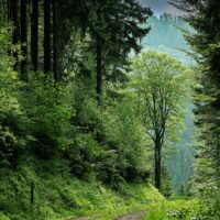 A fák és az erdő szerepe a klímavédelemben
