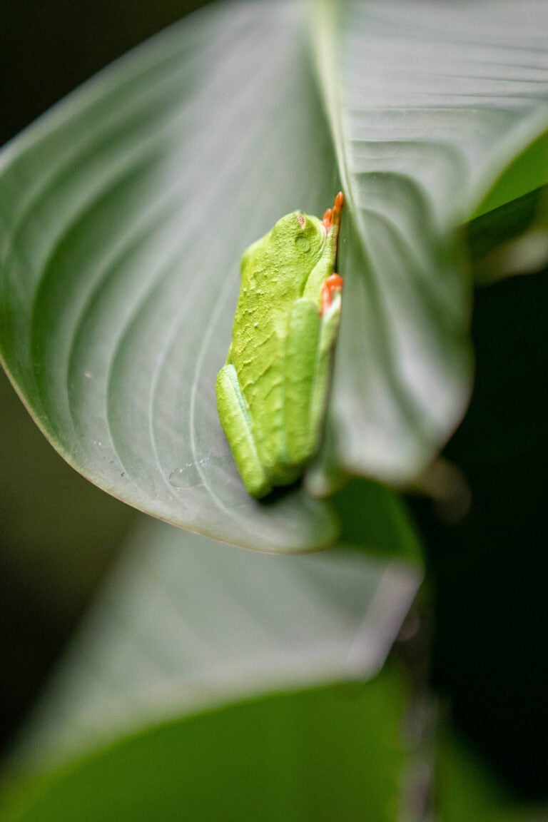 Kontrasztos éden – Costa Rica