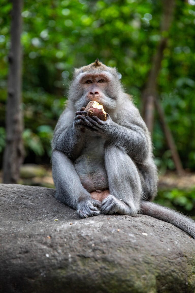 Indonéz mozaikok: Bali, Nusa Penida, Komodo