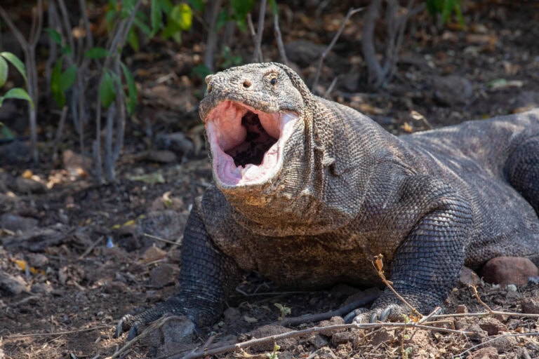 Indonéz mozaikok: Bali, Nusa Penida, Komodo