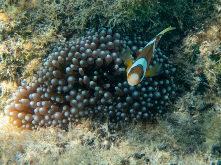 Indonéz mozaikok: Bali, Nusa Penida, Komodo