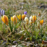 Jókai növény és kertbarát klub